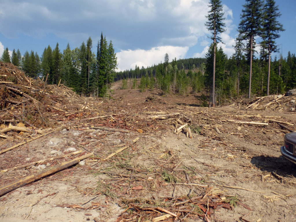 clearcut in the kettle river watershed near grand forks british columbia